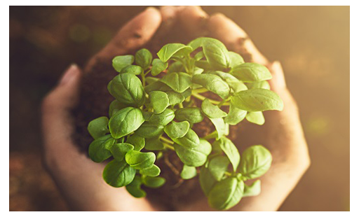 biodiversità