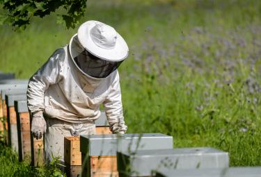 Apicoltura, le nostrie Arnie 