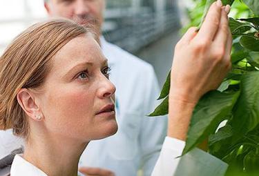 RIcercatore Yves Rocher