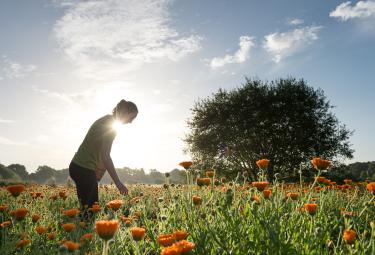 calendula