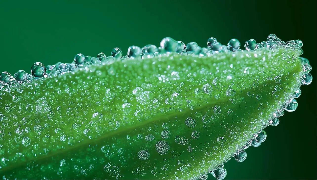 Plante